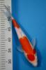 Koi , koikati.contact@gmail.com , 36-70-618-4136