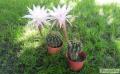 Eladó virágzó kaktuszok , kaktuszelado@freemail.hu , 