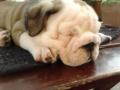 9 hetes angol bulldog kölyök eladó , sundi0303@gmail.com , 06208019197