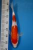 Koi , koikati.contact@gmail.com , 36-70-618-4136