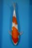 Koi , koikati.contact@gmail.com , 36-70-618-4136