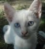 Fehér cicák ajándékba elvihetők! , schrott.timea@gmail.com , 06703065619