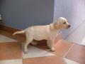 Labrador kölykök eladók , lszabo63@gmail.com , 06-30/5797 637