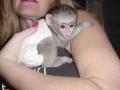 kapucinus majmok eladó , lissa_leclerc@yahoo.com , 