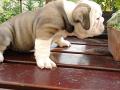 9 hetes angol bulldog kölyök eladó , sundi0303@gmail.com , 06208019197