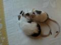 Foltos Táncoló egerek sürgősen elvihetők!! , k.vivien96@citromail.hu , 06205771519