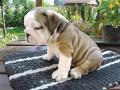 9 hetes angol bulldog kölyök eladó , sundi0303@gmail.com , 06208019197