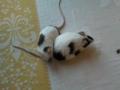 Foltos Táncoló egerek sürgősen elvihetők!! , k.vivien96@citromail.hu , 06205771519