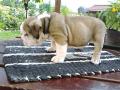 9 hetes angol bulldog kölyök eladó , sundi0303@gmail.com , 06208019197