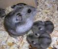 Dzsungáriai Törrpehörcsög olcsón eladó! , westie15@freemai.hu , 06205364293